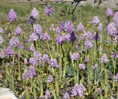 Italian man orchids