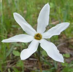 Autumn daffodil Narcissus serotinus