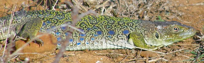 occellated lizard