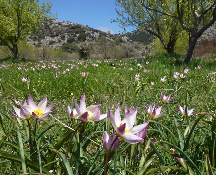 Tulipa bakeri on Omalos Plateau