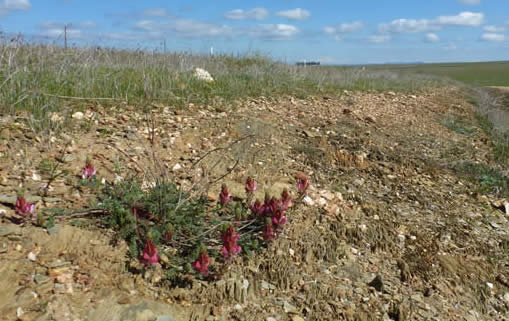 Onybrychis humilis