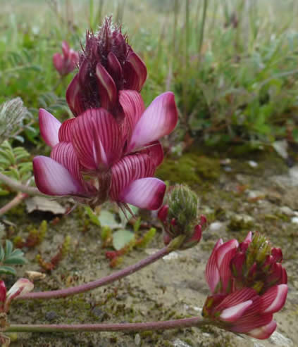 Onybrychis humilis