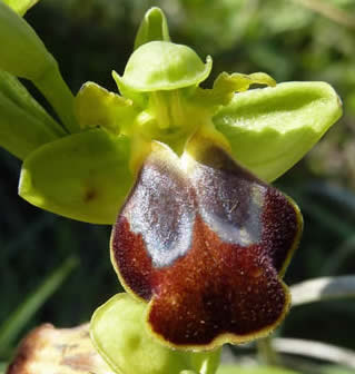 Ophrys creberima