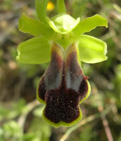 Ophrys cressa