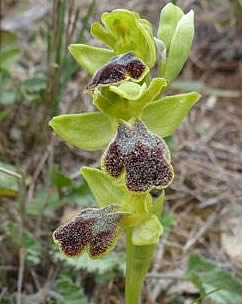 Ophrys lucentina