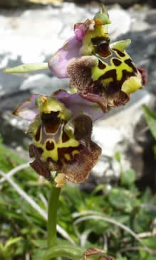 Ophrys episcopalis