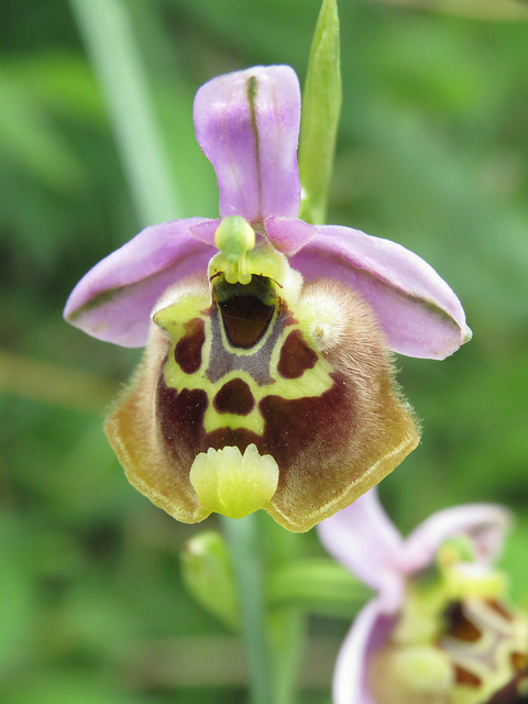 Ophrys episcopalis