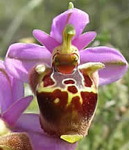 Ophrys heldreichii