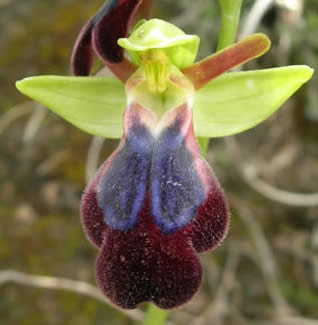 Ophrys iricolor