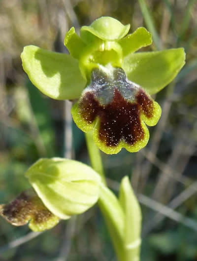 Ophrys lucentina