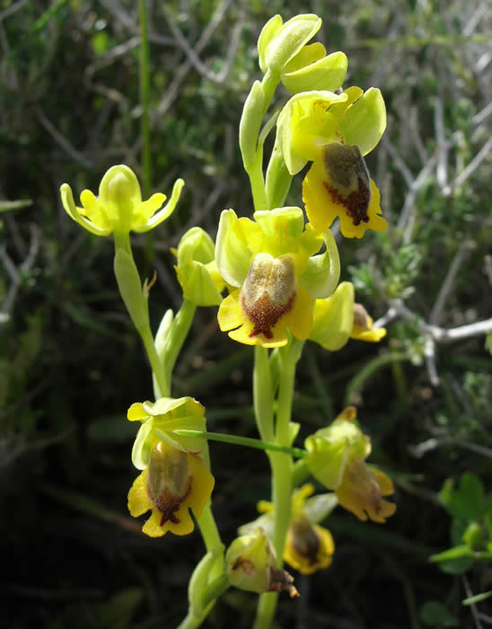 Ophrys phryganae