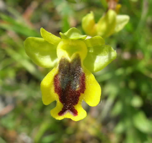 Ophrys sicula