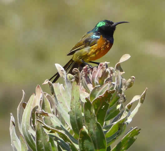 orange-breasted sunbird