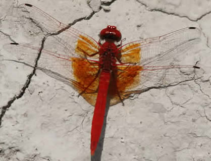 Orange-winged Dropwing