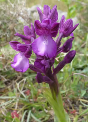 Orchis boryi