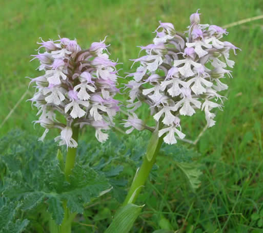 Orchis conica