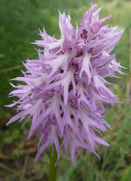 Orchis italica