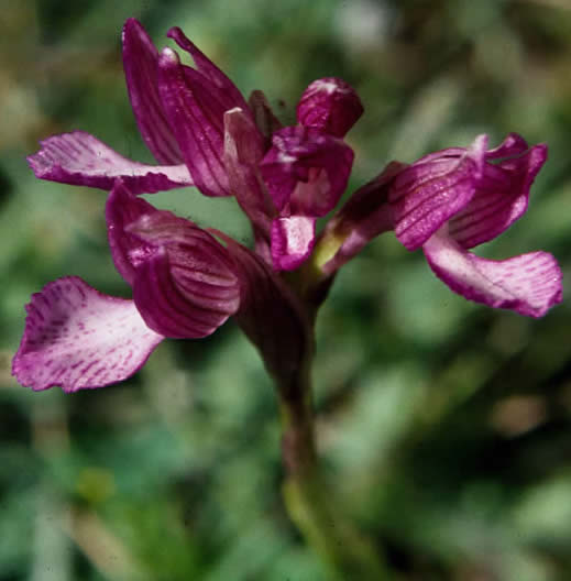 Orchis papilionacea