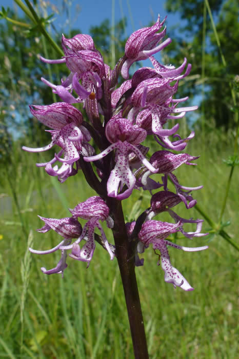 Monkey / lady orchid hybrid