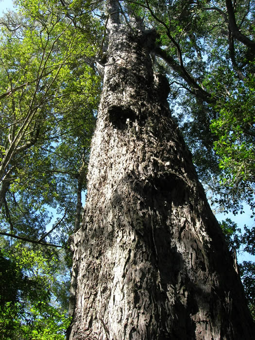 Outeniqua yellowwood