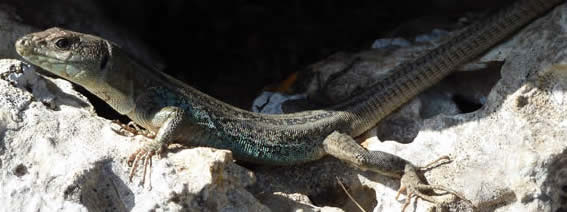 Peloponnese wall lizard