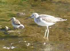 white-rumped sandpiper