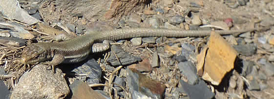 Pyrenean rock lizard