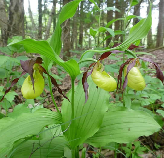 lady's slipper orchid