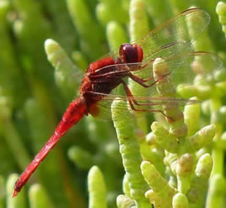 scarlet darter