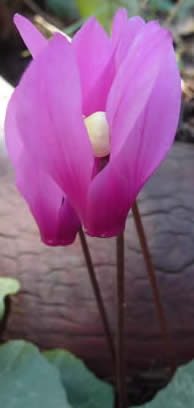 Peloponnese cyclamen