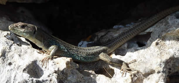 Peloponnese wall lizard