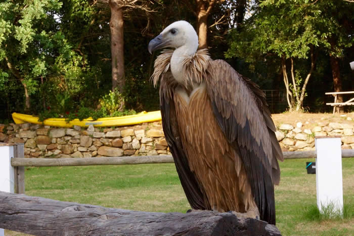 Pepe the griffon vultre, at Huerta Grande (Simon Tonkin)