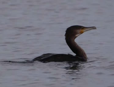 cormorant