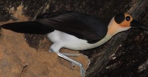 White-necked picathartes