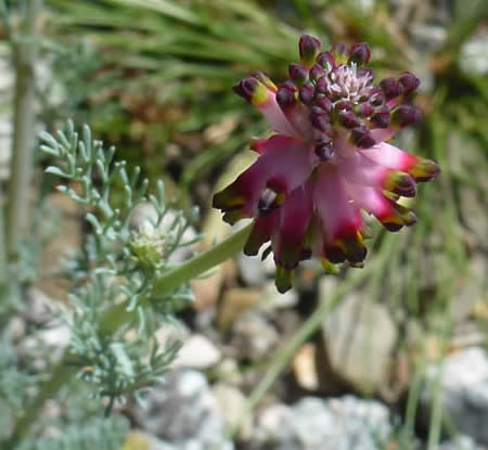 Platycapnos spicata