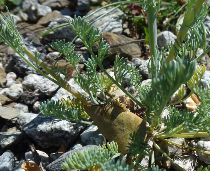 Platycapnos spicata