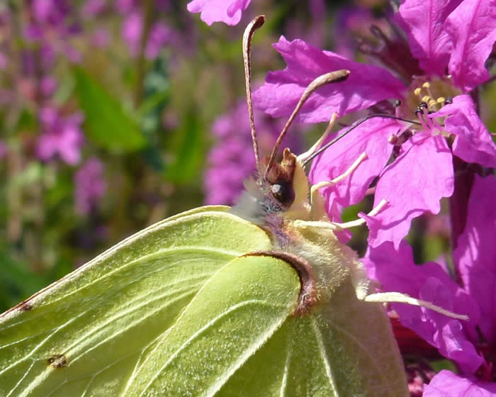 brimstone close-up