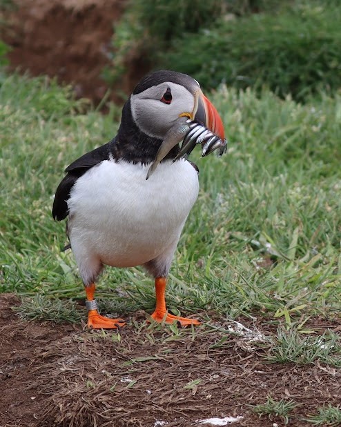 Puffin