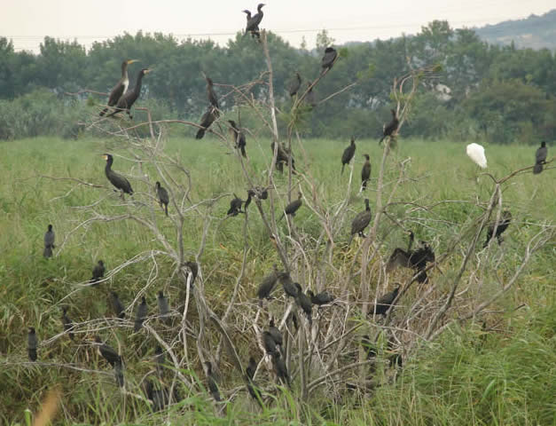 pygmy cormorants with other wetland birds