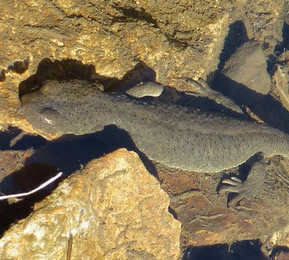 Pyrenean brook newt