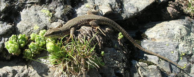 Pyrenean rock lizard