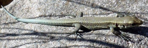 Pyrenean rock lizard