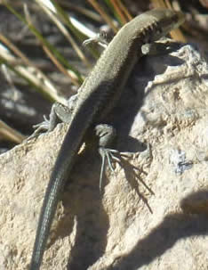 Pyrenean rock lizard