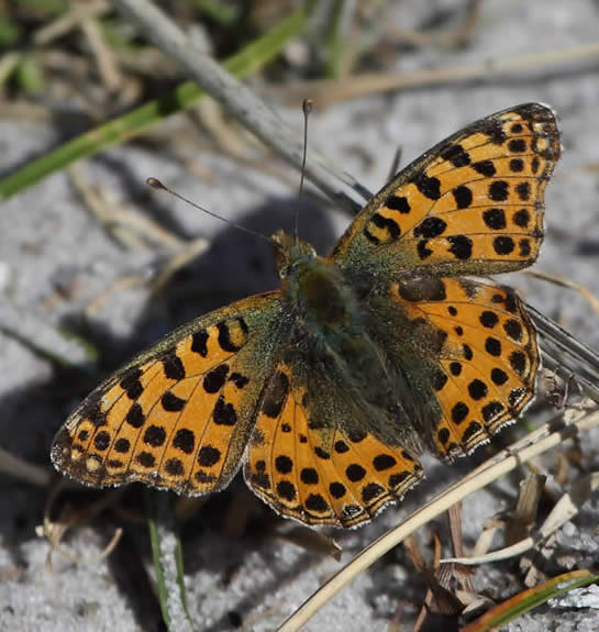 Queen of Spain fritillary (Christopher Hall)