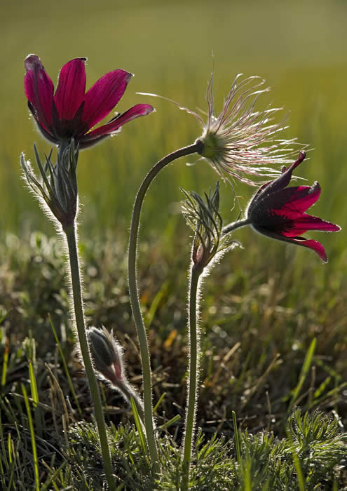 pasque flower