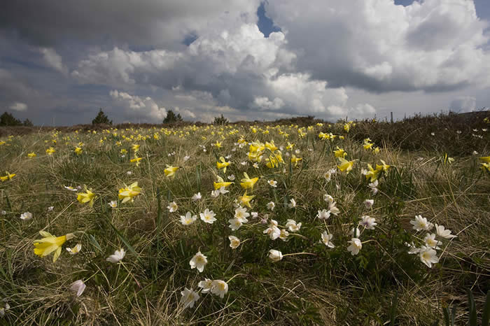 wood anemones and wild daffodils