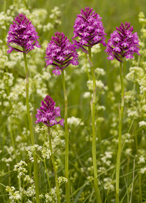 pyramidal orchids