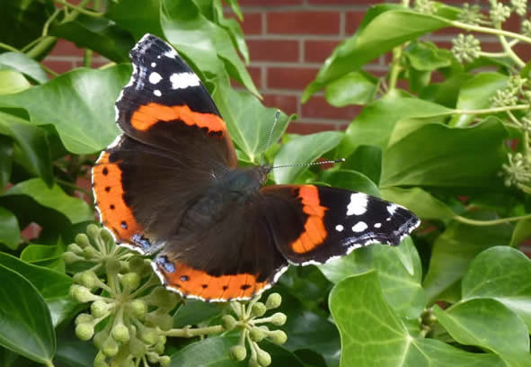 red admiral