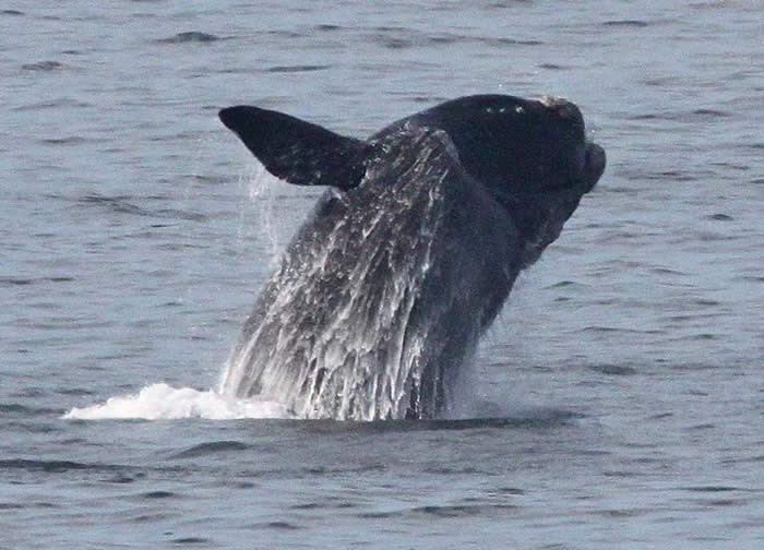 right whale breaching