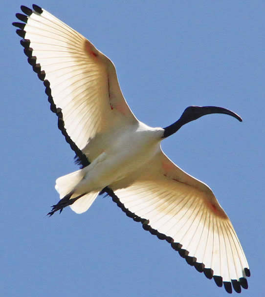 sacred ibis